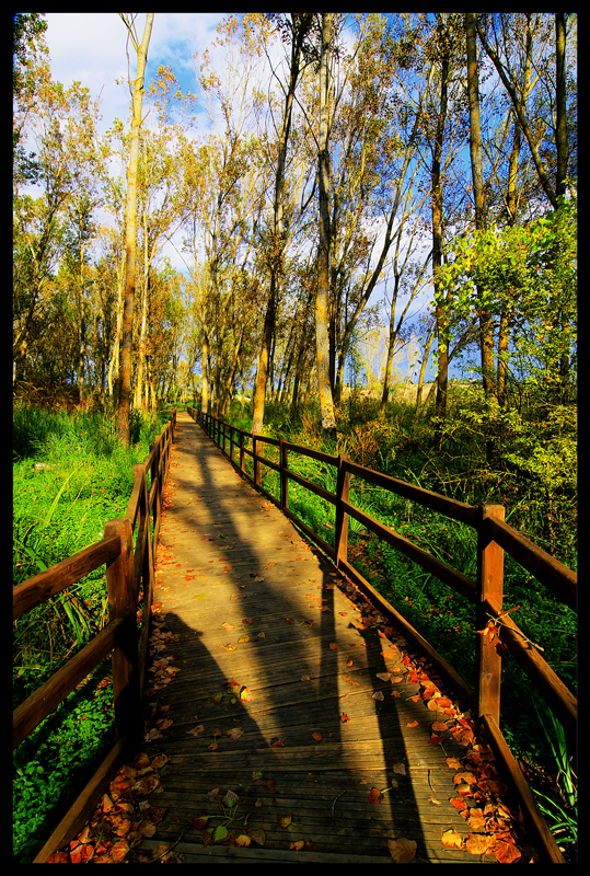 The Long and Winding wood-path