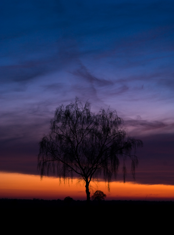 Tree at sunset