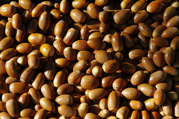 Acorns