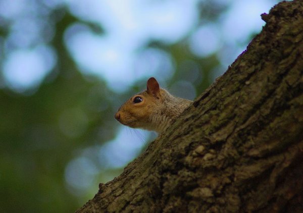 Again squirell :)