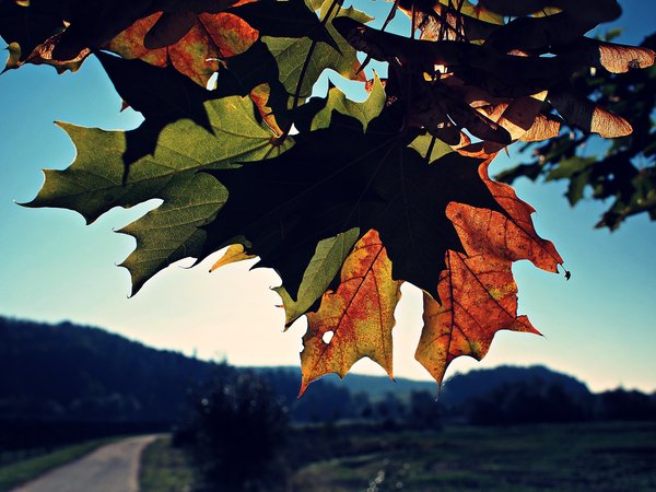 Autumn