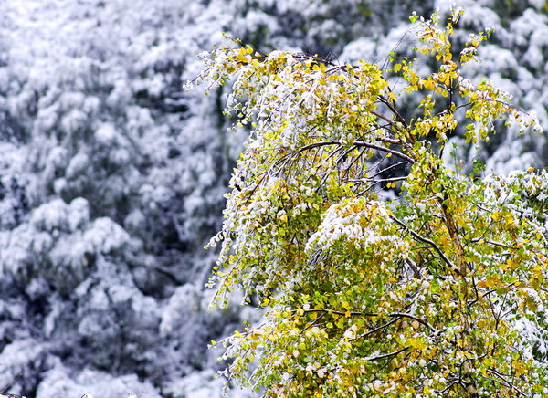 Autumnwinter