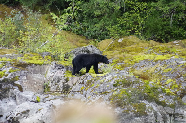 Black Bear BC CANADA