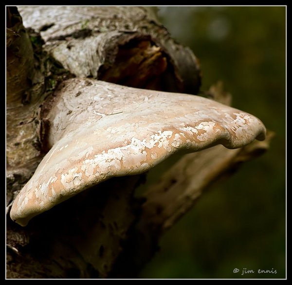 Bracket Fungus....