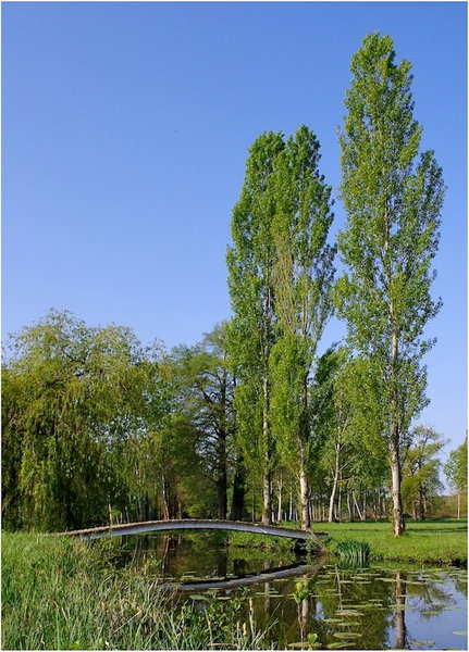 Bridge