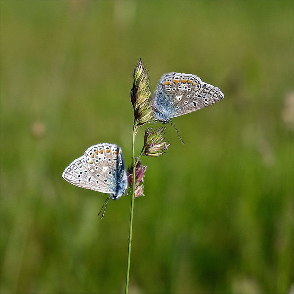 Butterfly blues
