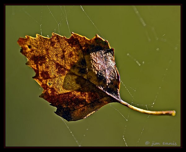 Caught in a web