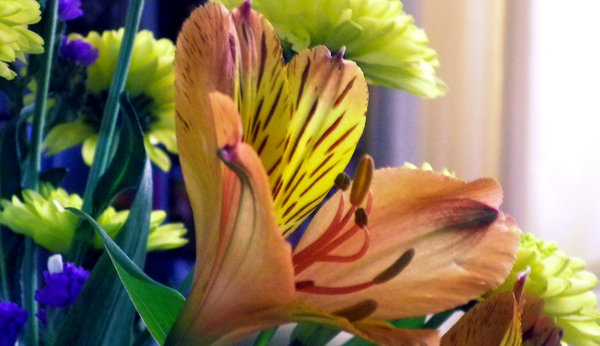 Close up of Lily.