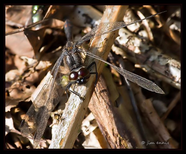 Female Black Darter