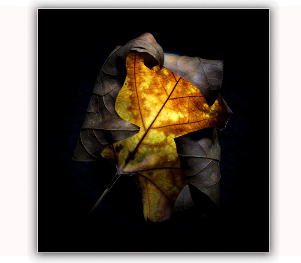 Golden Autumn