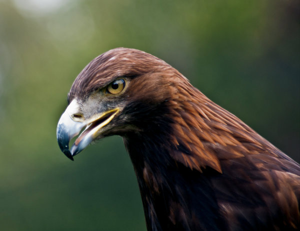 Golden Eagle