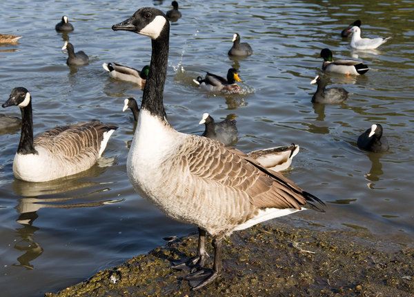 Goose
