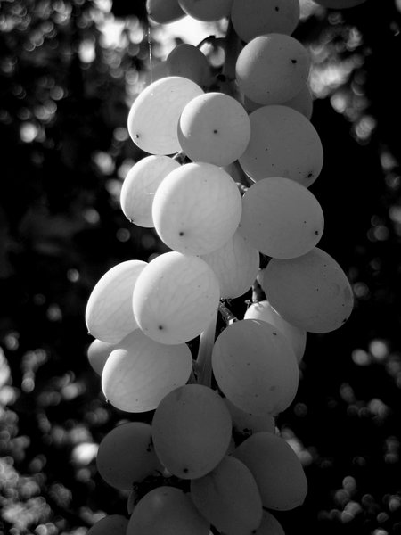 Grape Again