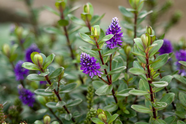 Green & Purple