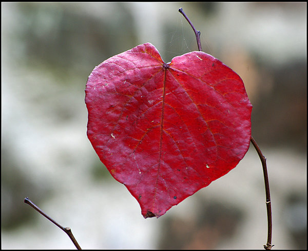 Heart-shaped Leaf