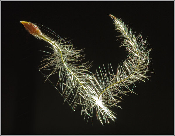 Honeysuckle Seed
