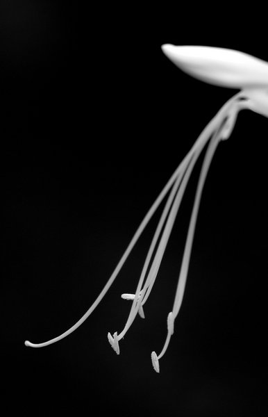 Hosta