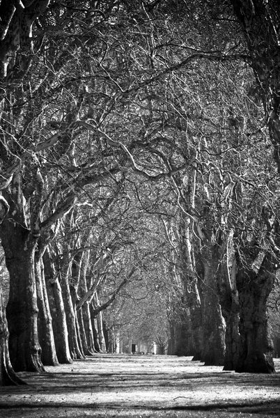 Hyde Park