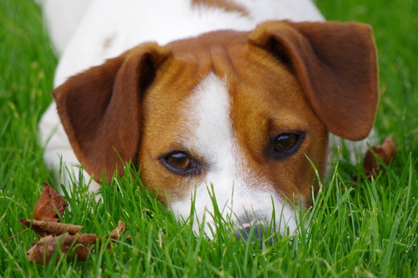 Jack the jack russell.