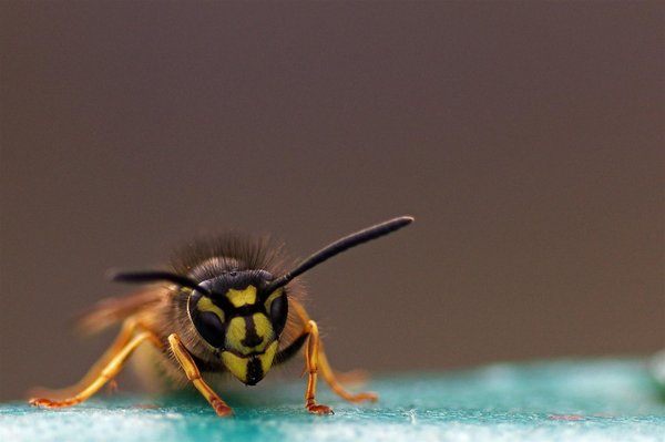 Lazy Wasp