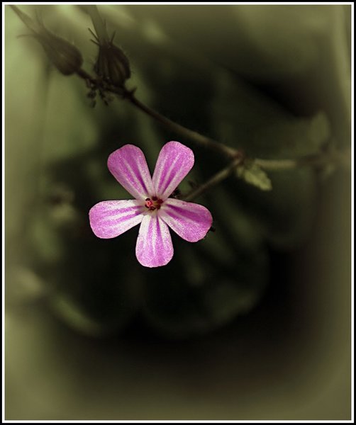 Little weed