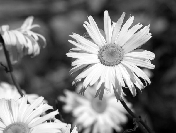 Mono Daisies