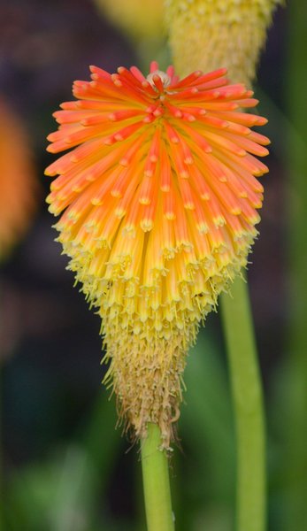 Plant/flower