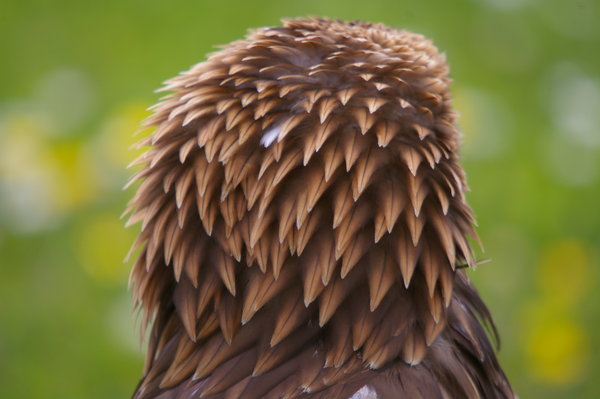 Plumage