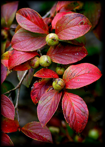 Red of Autumn