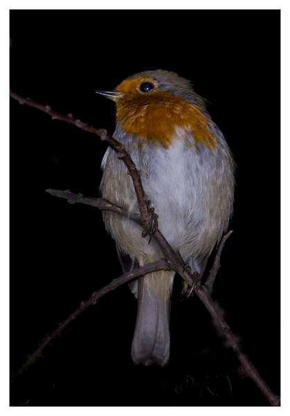 Robin...in da Hood!