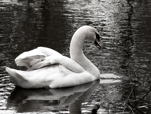 Single Swan