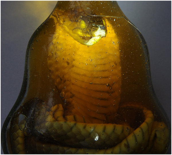 Snake in a Bottle