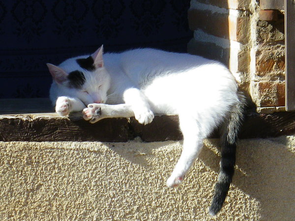 Sweet Dreams