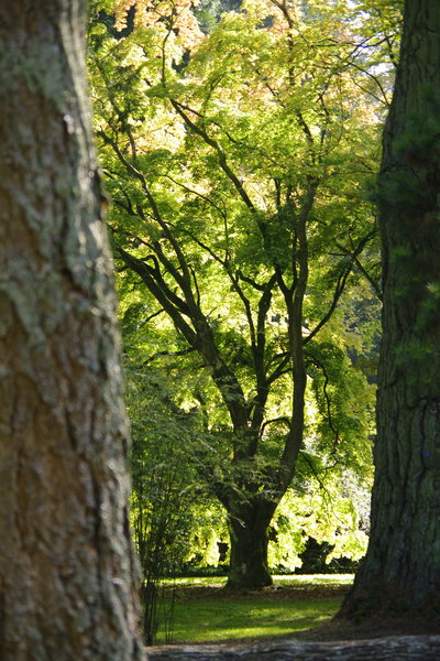 The beauty of a tree.