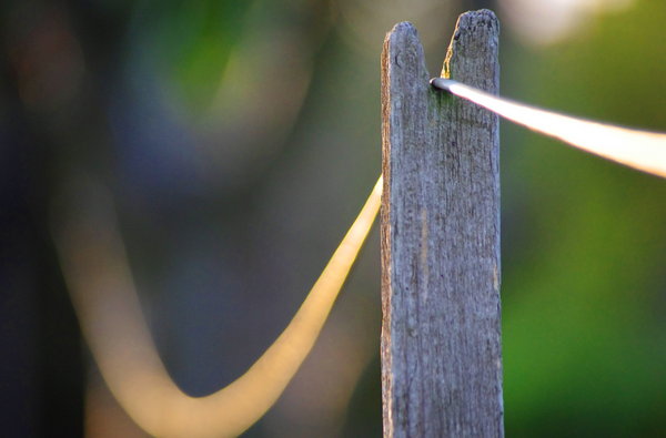 the washing line