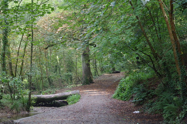 The woods