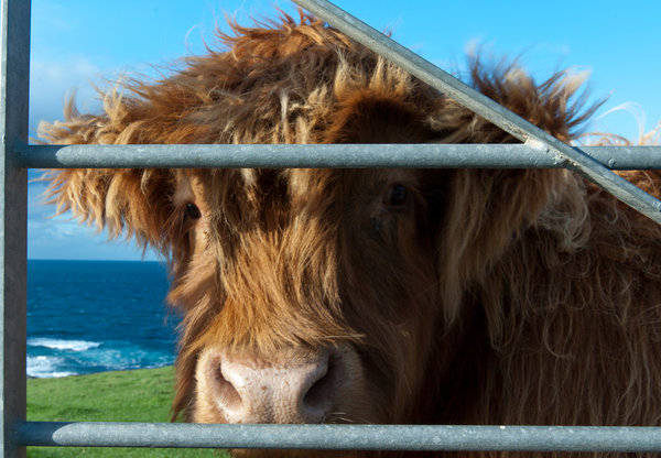 What do you mean , I need an haircut?