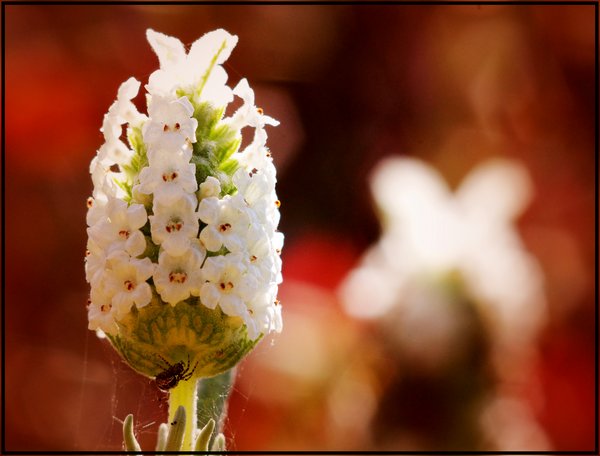 White Lavender, Red Light