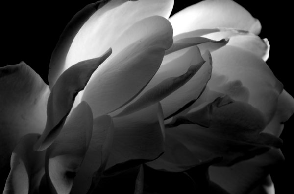 White Rose