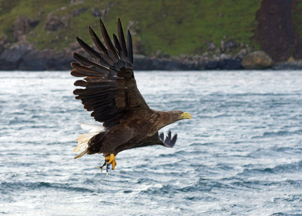 White Tailed Sea Eagle