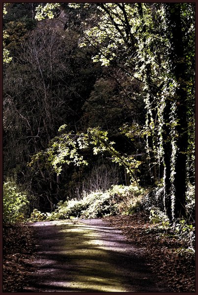 Woodland walk