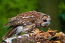Tawny Owl border=