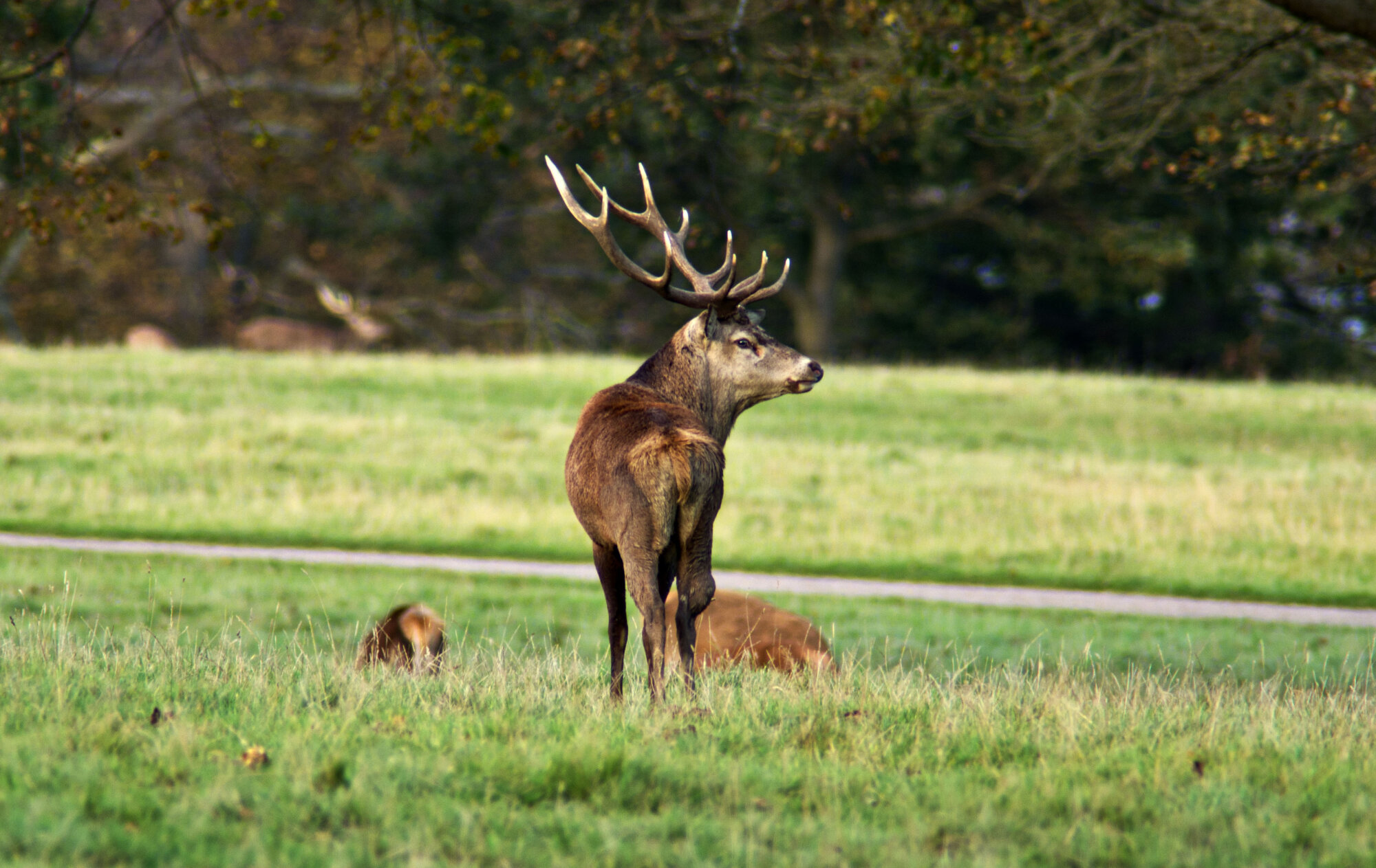 Deer 2