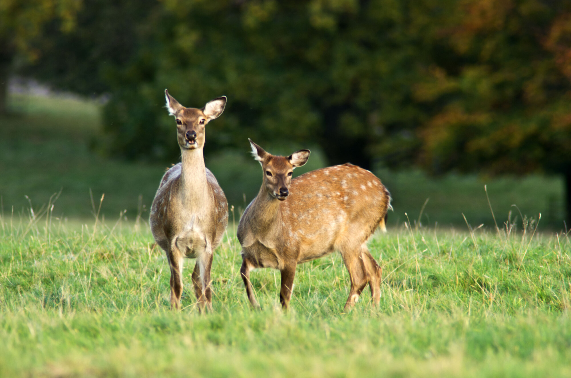Deer