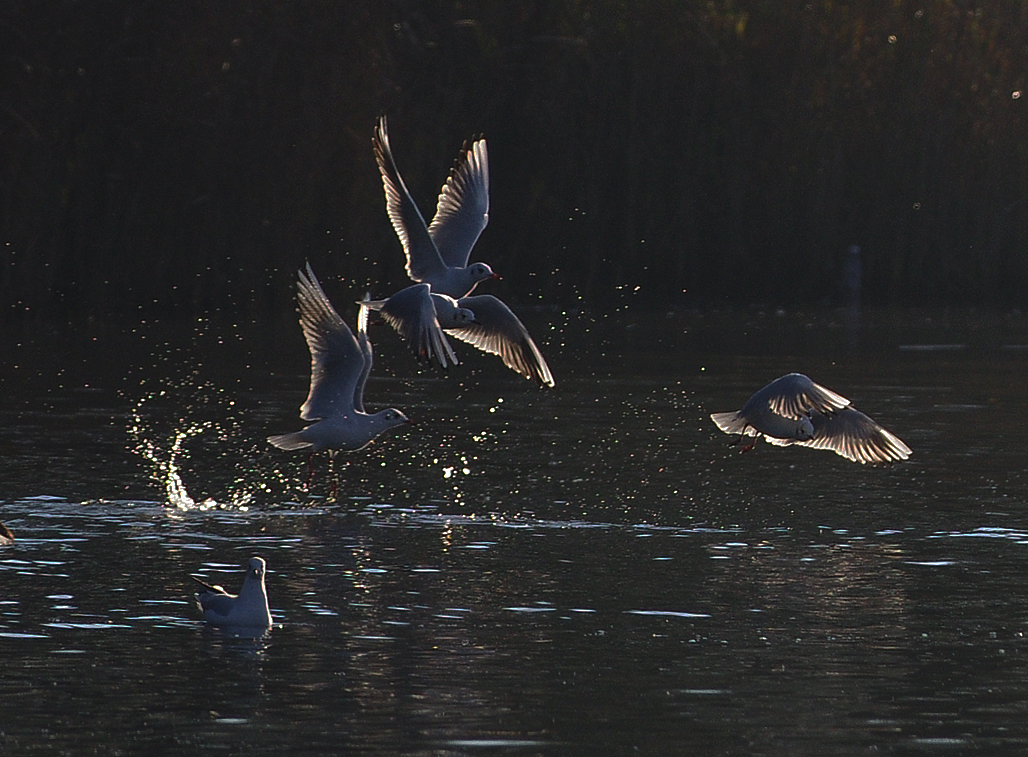 gulls