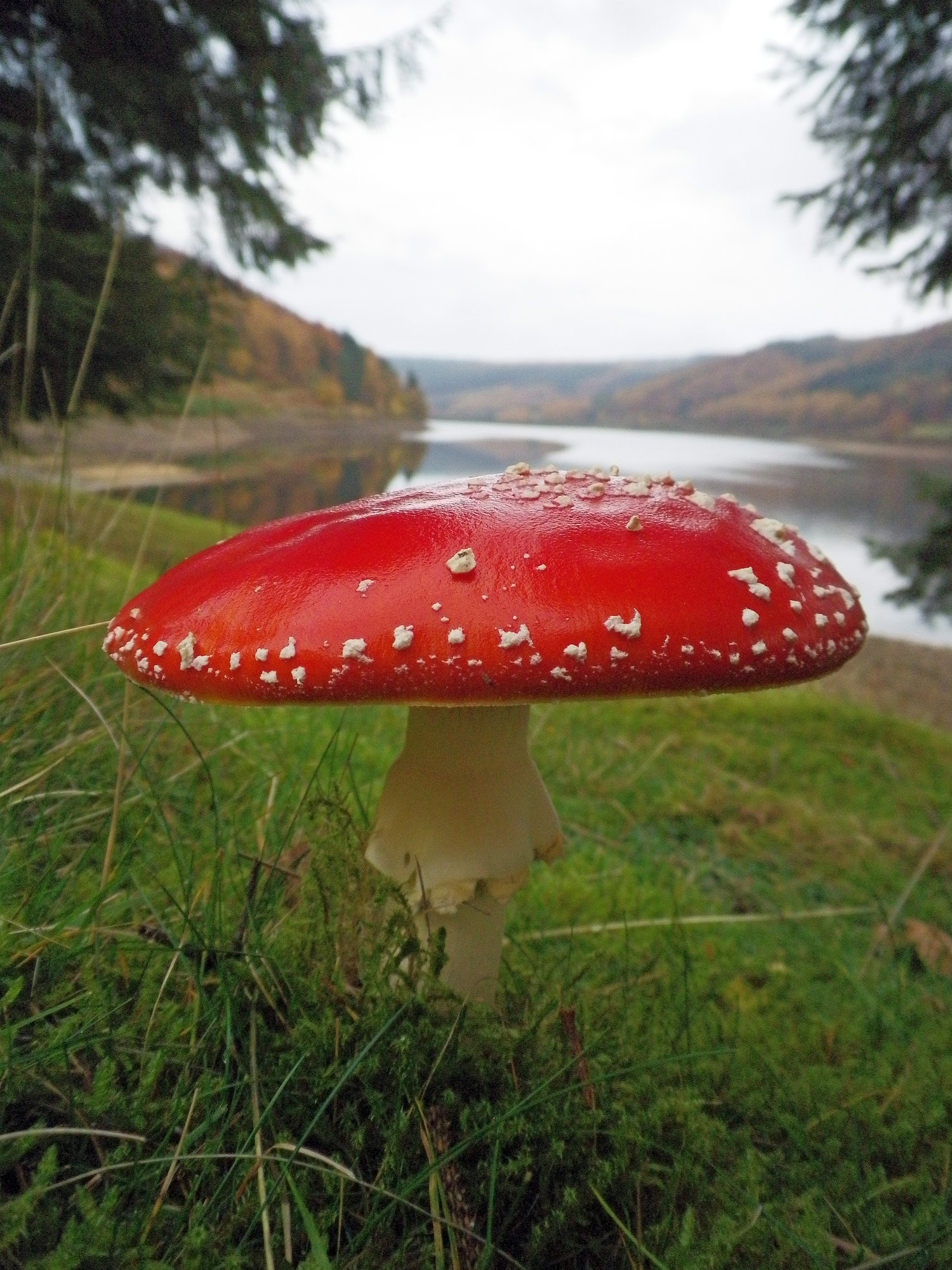 Ladybower Toadstool