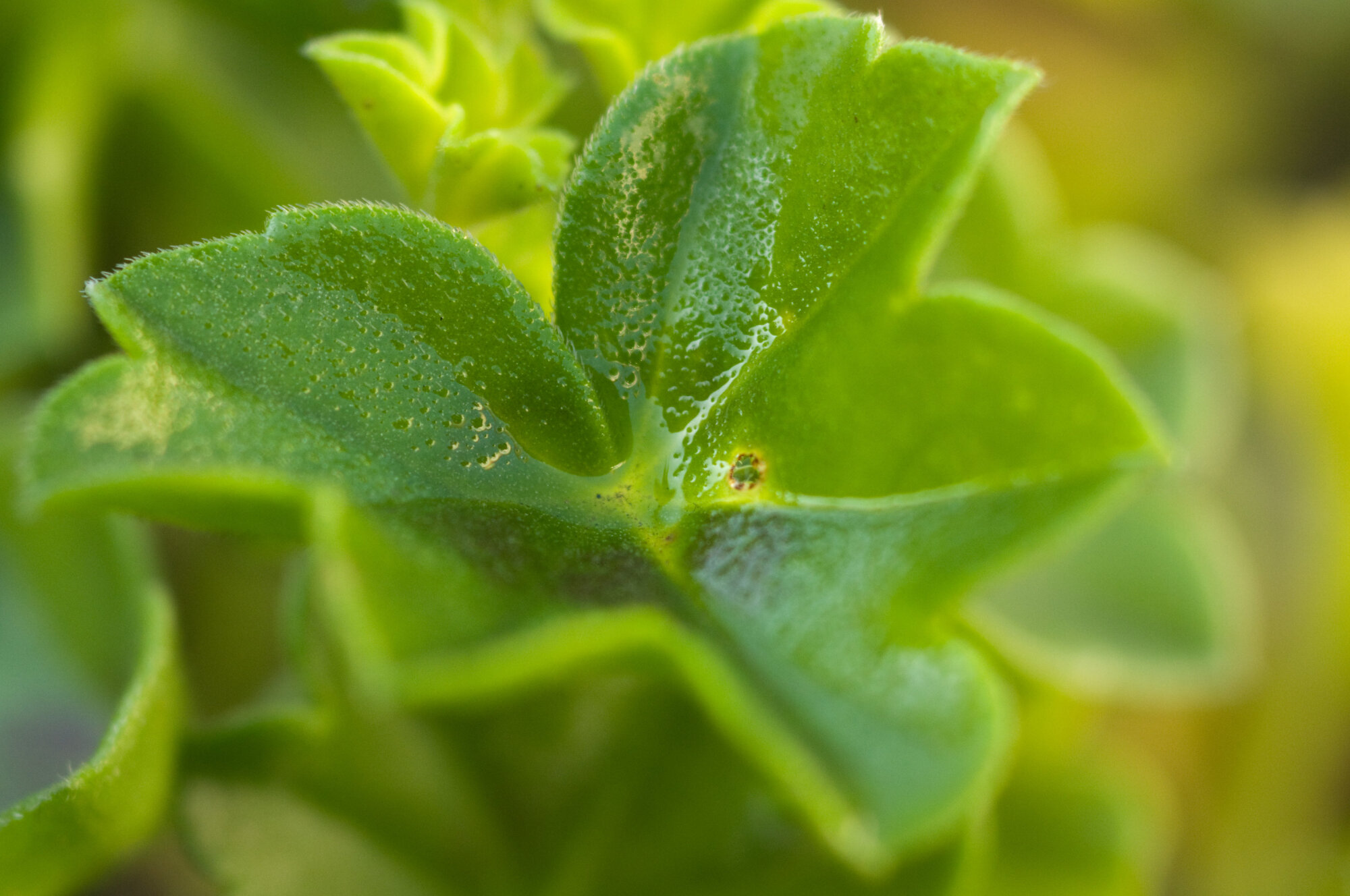 Leaf