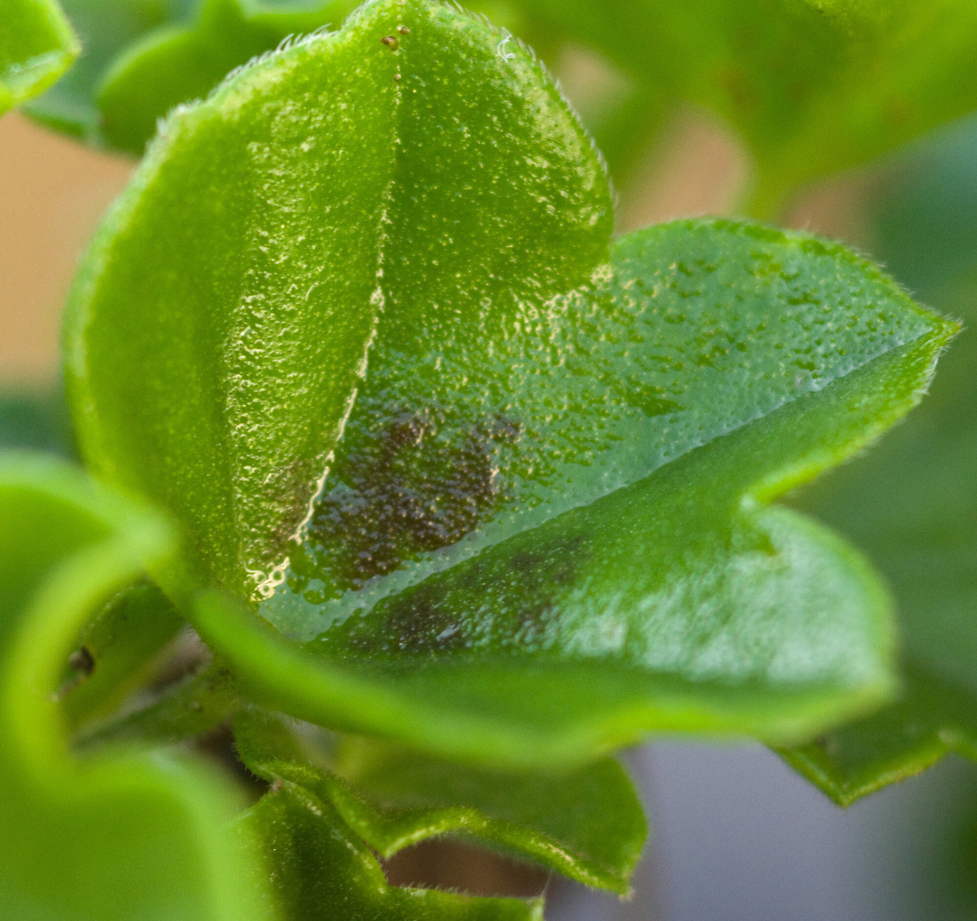 Leaf