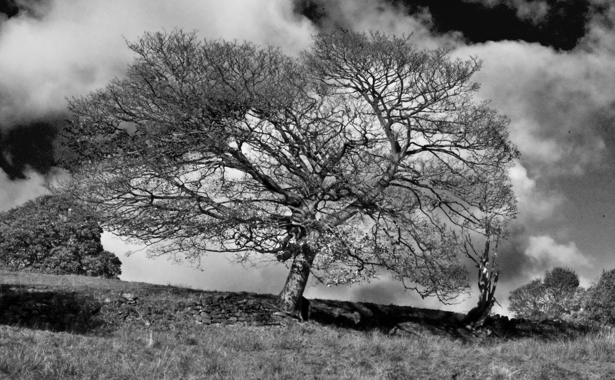 Mayfield Valley