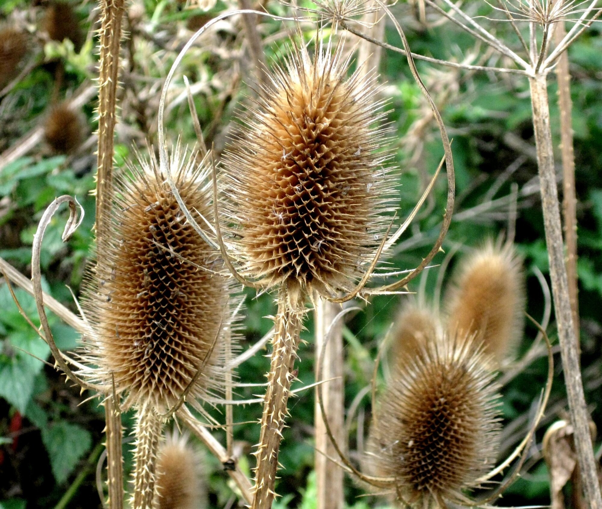 Teasles.